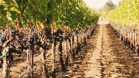 closeup-view-of-a-row-of-grapevines-wine-sales-stimulator