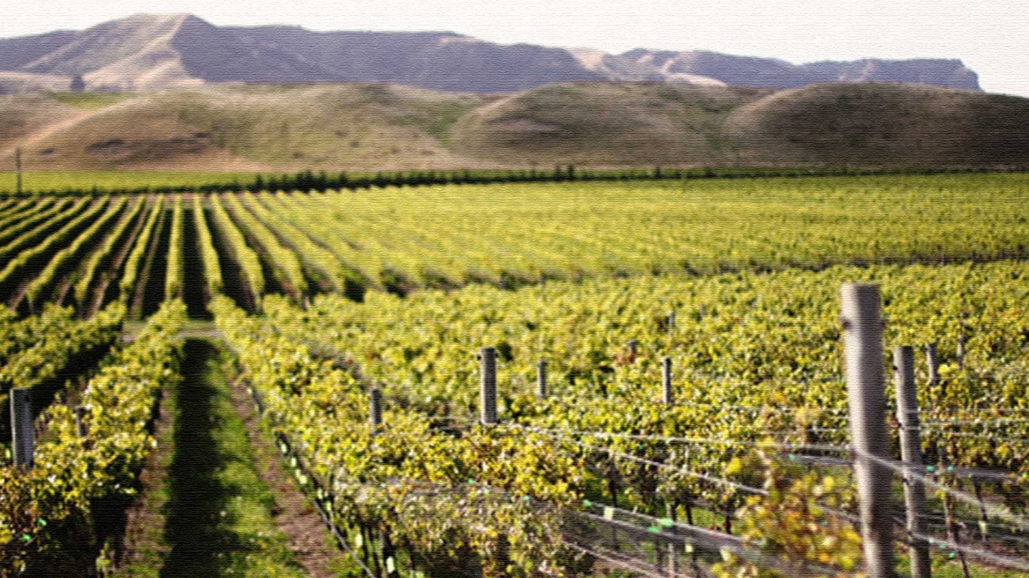 Wine Email Marketing Strategies to Boost Wine Sales